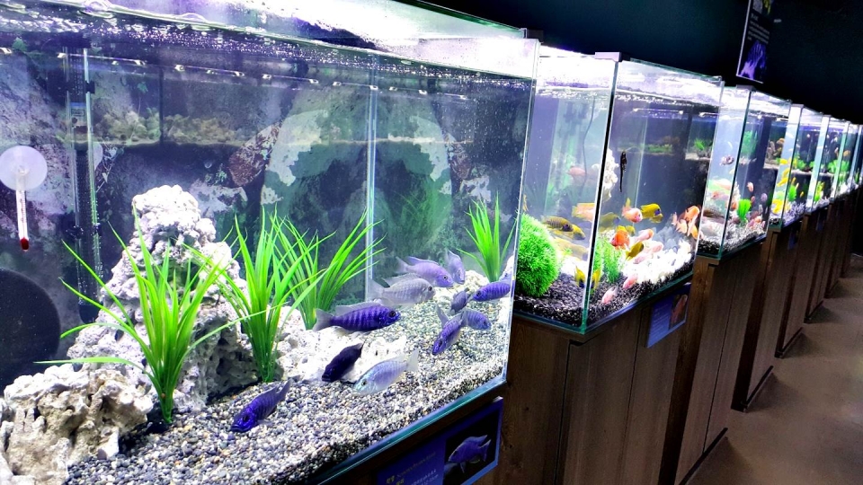 민물고기 생태체험관